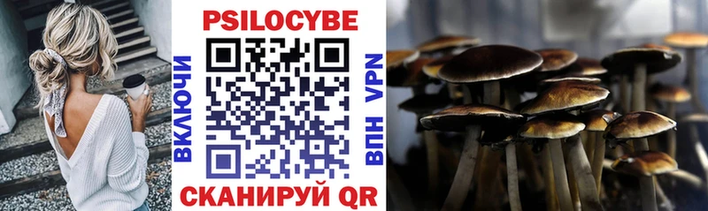 Галлюциногенные грибы Psilocybine cubensis  купить наркотики сайты  Славгород 